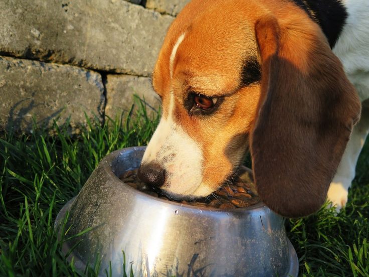 Dog Nutrition Tips - Dog Theories