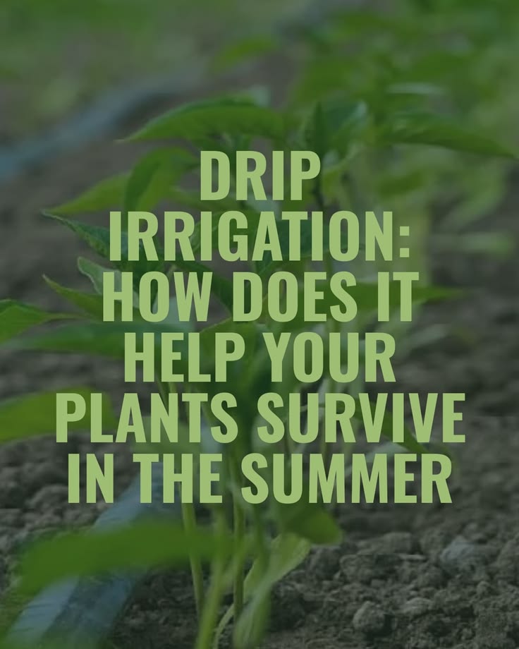 Discover how drip irrigation keeps your plants hydrated and 