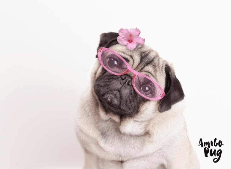 Como fazer figurinhas para whatsapp? Olá, Amigo Pug. Você já