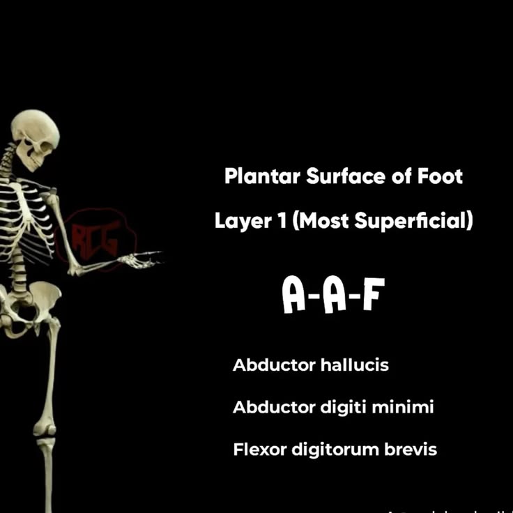 "Master every muscle from hip to toe — these lower limb mnem