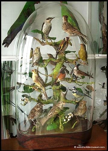 Lots of Birds under a Dome.  Victorian