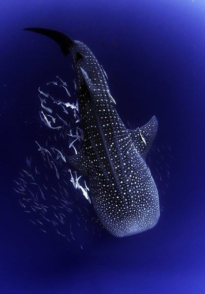 Whale Shark