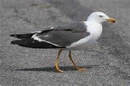 birds native to Delmarva - Yahoo Image Search Results