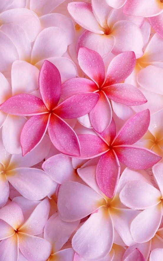 Pink Plumeria