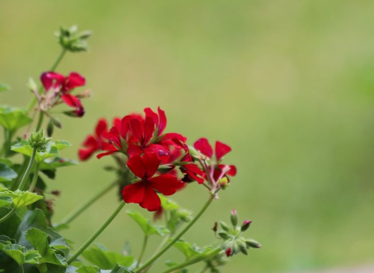 AMP UP YOUR OUTDOOR LIVING AREA WITH SUMMER FLOWERS

Craving