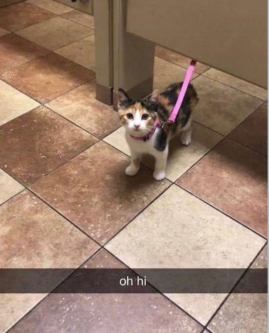 gatos fazendo gatices в X: «https://t.co/tKRkJZn5lE» / X