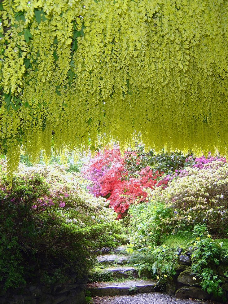 Bodnant Gardens has a rich and fascinating history, one that
