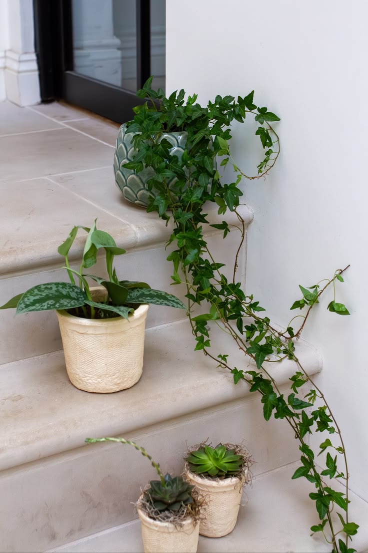 Plants: the accessory your home is missing. 🌿

They fill an 