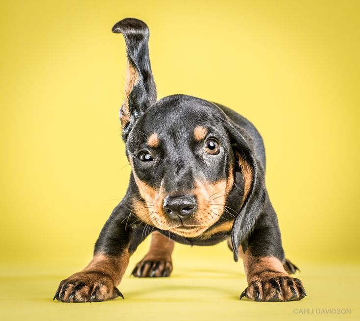 Develops your Dog's "Hidden Intelligence" To eliminate bad b