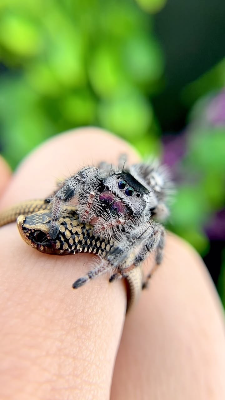 My favorite, most precious ring 🥰🩷✨🕷️ How stunning is she? 😍