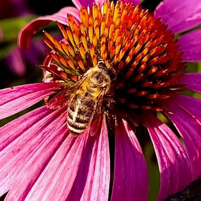 Happy World Bee Day. I love bees. I love their work ethic, l