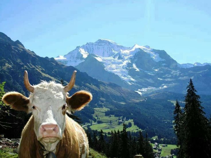 Vaca suiza en Suiza