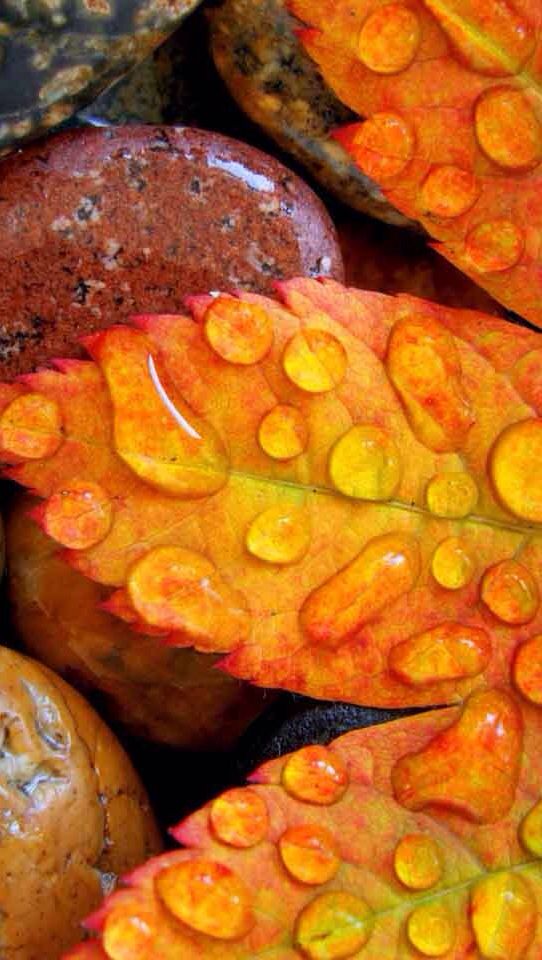 Dew drops