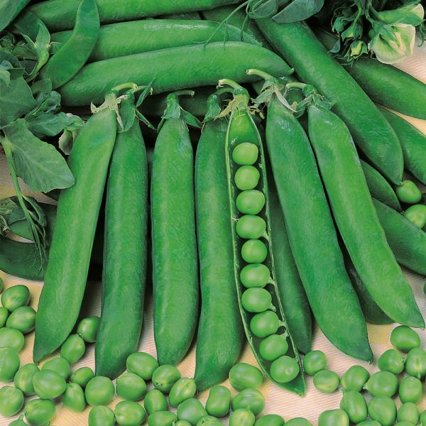 The Rondo Pea is a wrinkle-seeded variety that produces grea