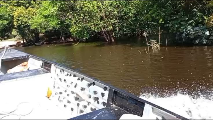 SEMENTES DE ESPERANÇA NAS ÁGUAS DA AMAZÔNIA
Sustentabilidade