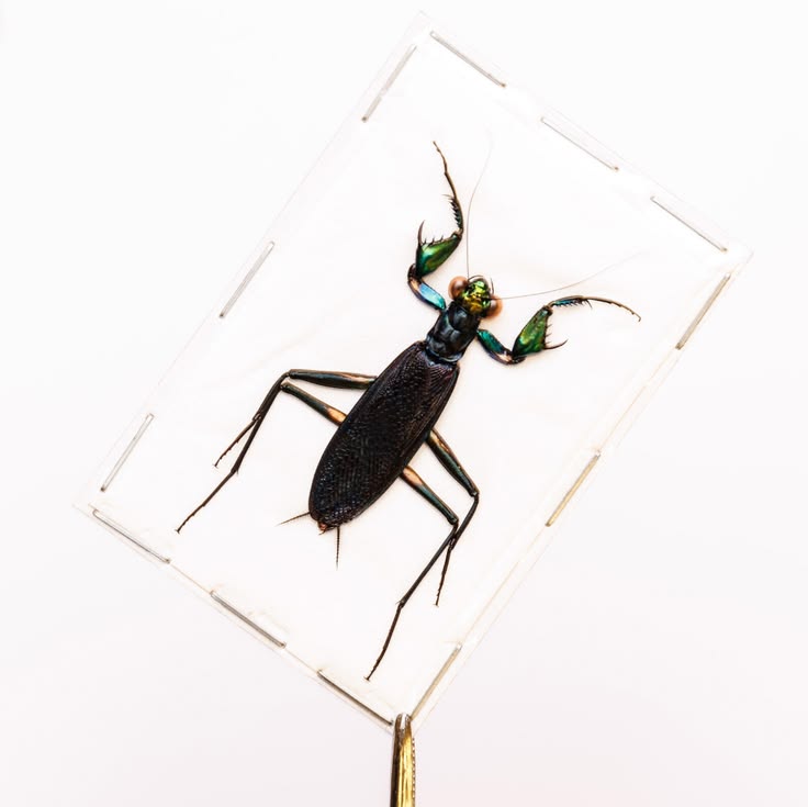 TWO (2) Metallic Mantis (metallyticus Splendidus) A1 Insect 