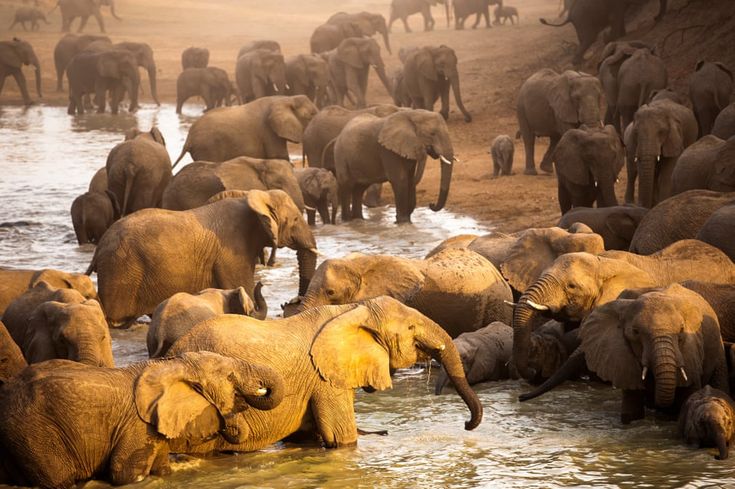 The week in wildlife – in pictures | Environment | The Guard
