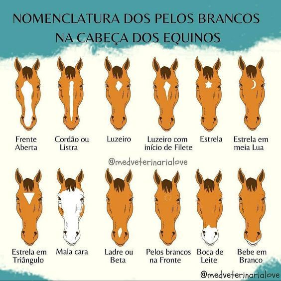 #cavalos #equinos #cavalariabrasileira #agronaopara #agropec