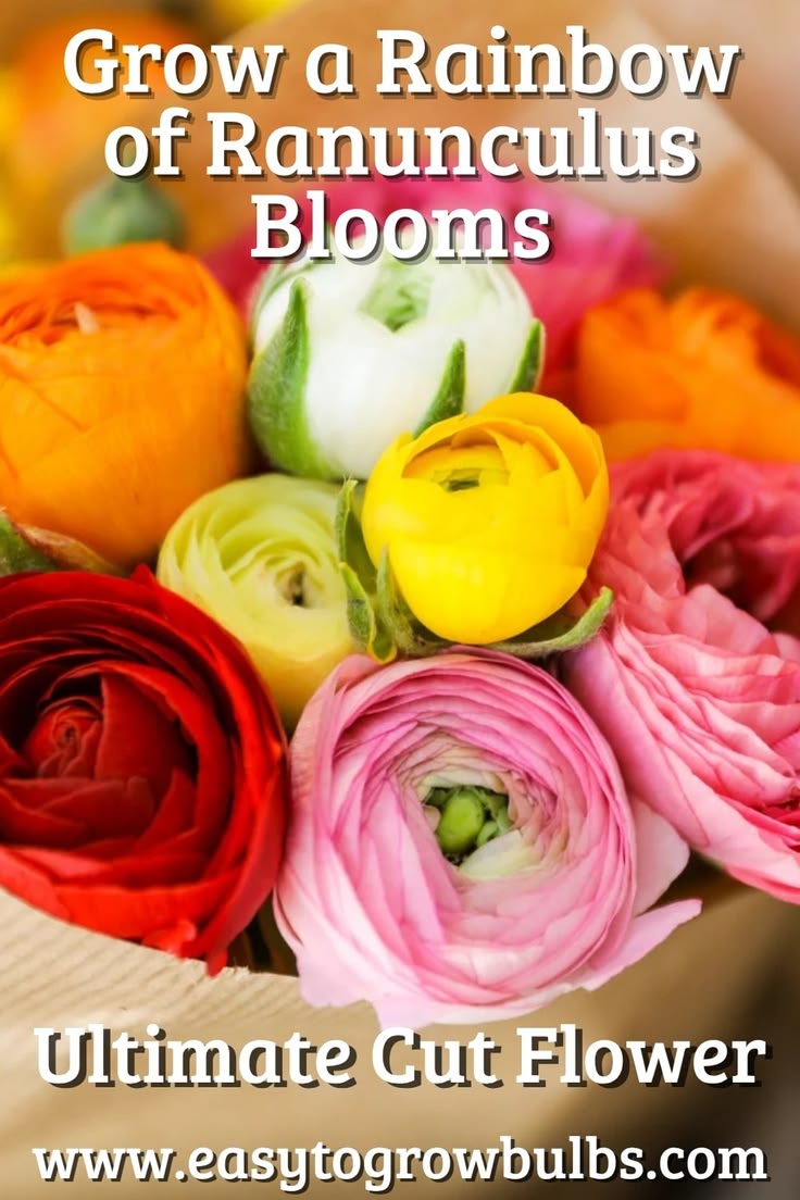 Create a stunning spring display with Ranunculus 'Tecolote R