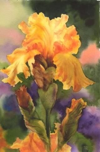 Golden Iris: While living in Virginia I recall these flowers