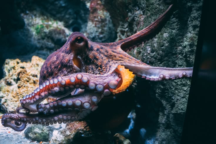 Brown and black dragon in water photo – Free Space Image on 