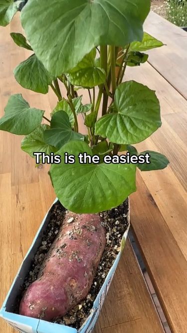 cred to jacquesinthegarden