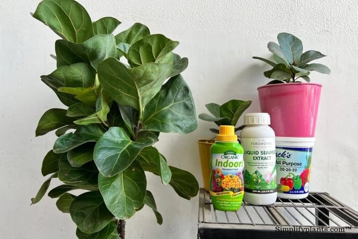Fiddle leaf fig fertilizer