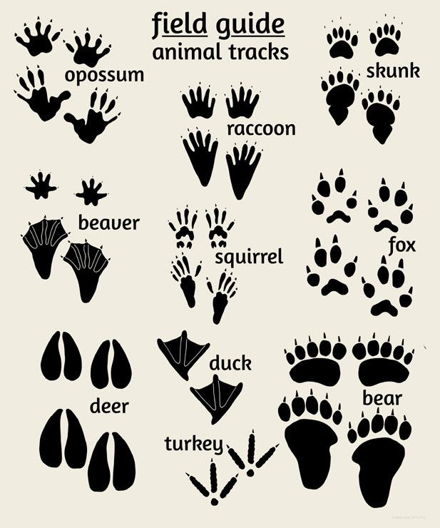 Woodland Nursery Art, Field Guide to Animal Tracks, Rustic N