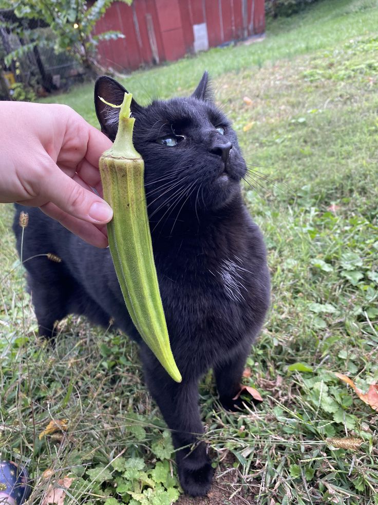 I see your mini veg and raise you a forgotten okra. Barn cat