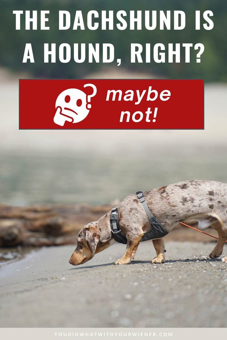 The first step in training your dog and correcting bad behav