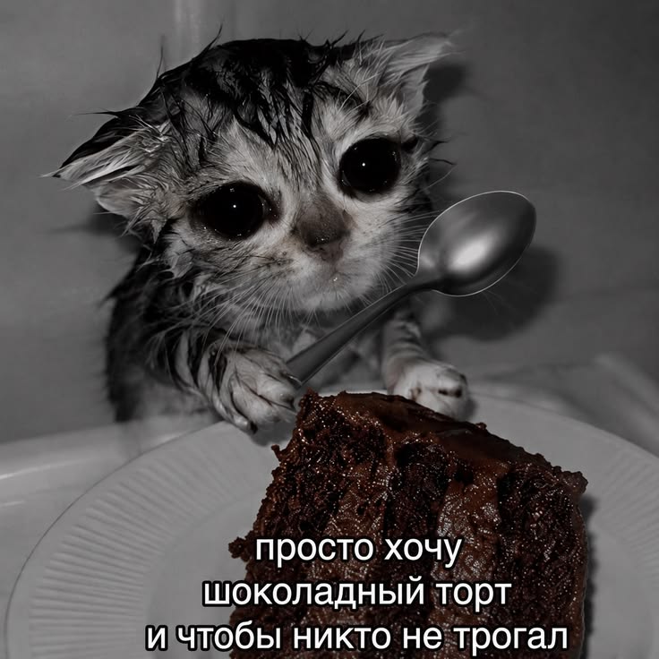 Хочу торт cat
