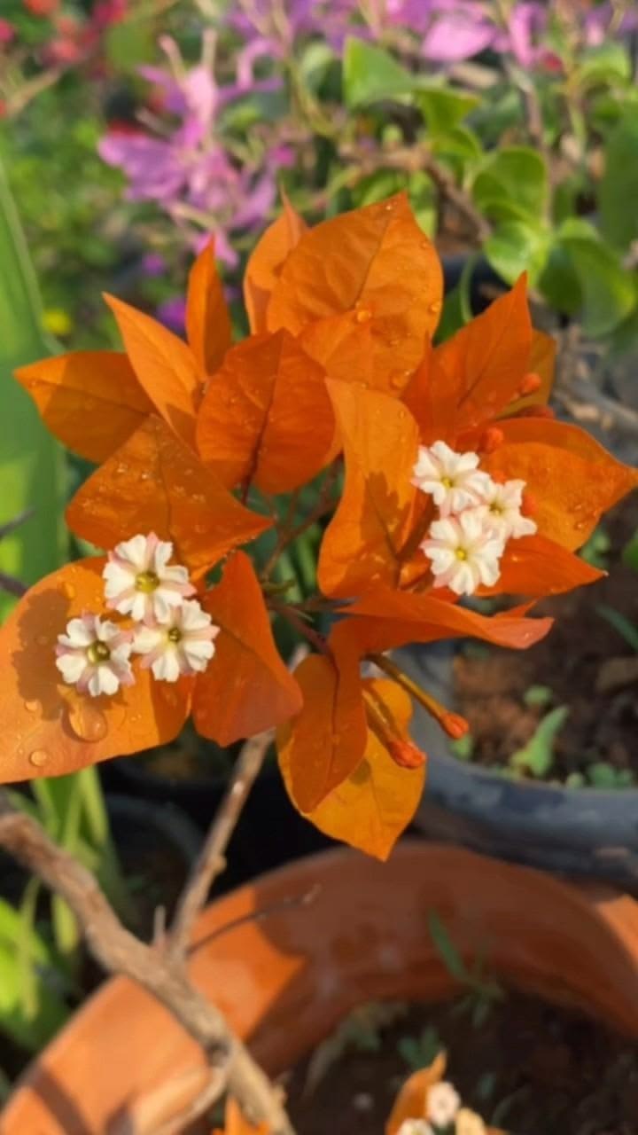 Primavera (Bougainvillea) 🌺 cores vibrantes e floração abund