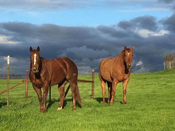 Horses make a landscape look beautiful.