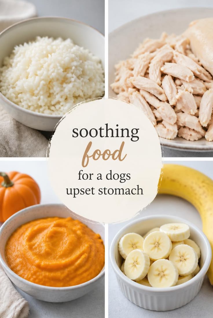 How can I help my dog with an upset stomach? When your pet i