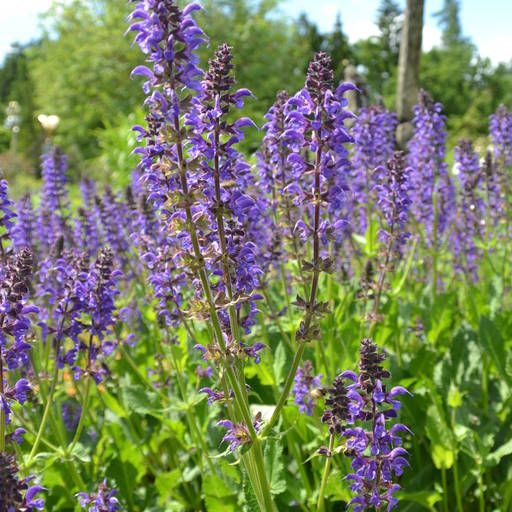 Salvia pratensis