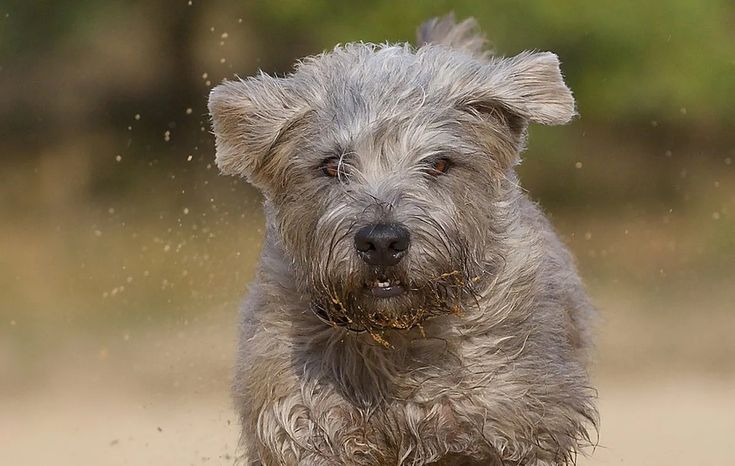 Ireland’s contribution to canine history is both rich and di