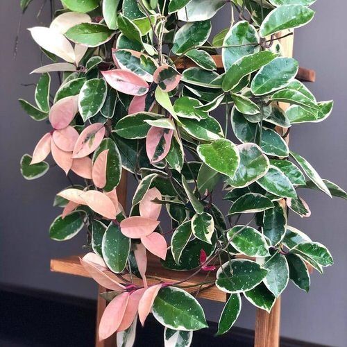 Hoya Krimson Queen Care Indoors | How to Grow Hoya Tricolor