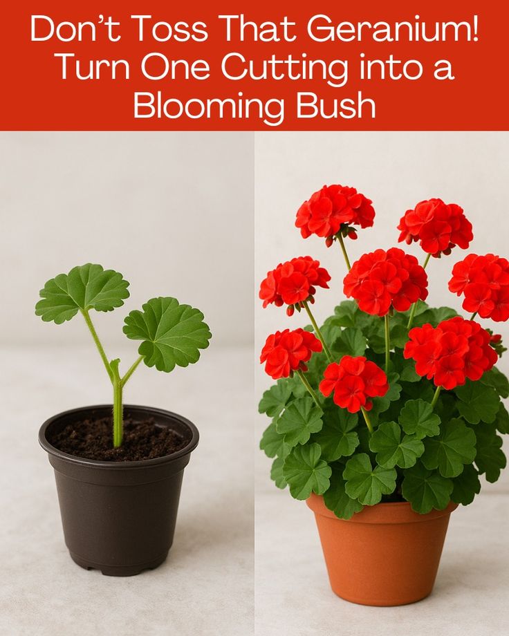 Gardening Solutions added a new photo. - Gardening Solutions