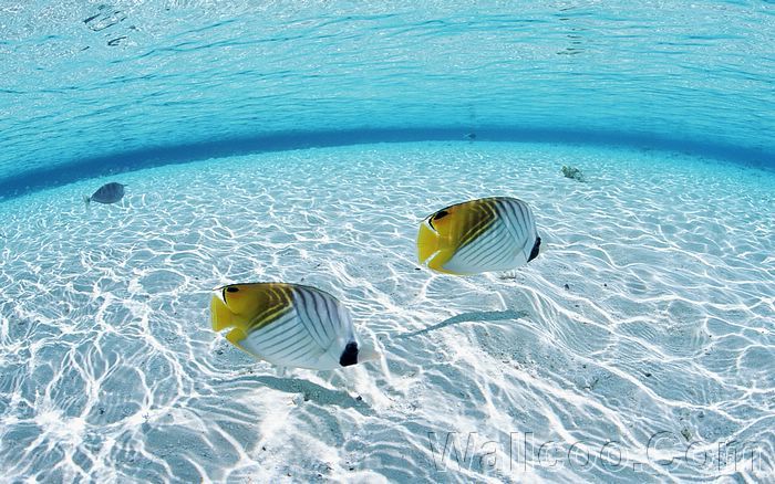 Maldives Crystal Clear Water