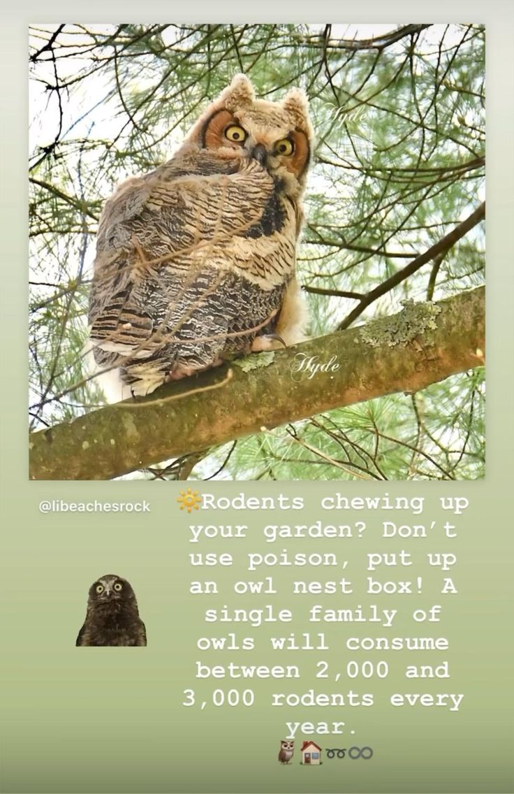 🔆Rodents chewing up your garden? Don’t use poison, put up an