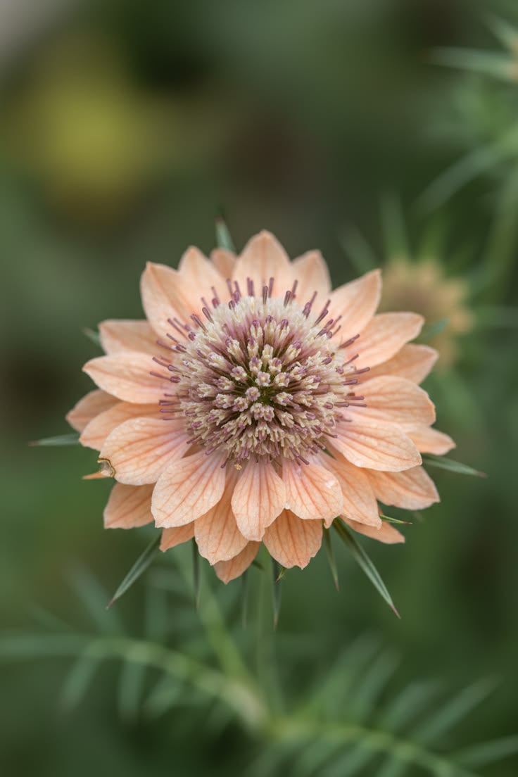 Discover the intricate bristle crown of a scabiosa flower’s 