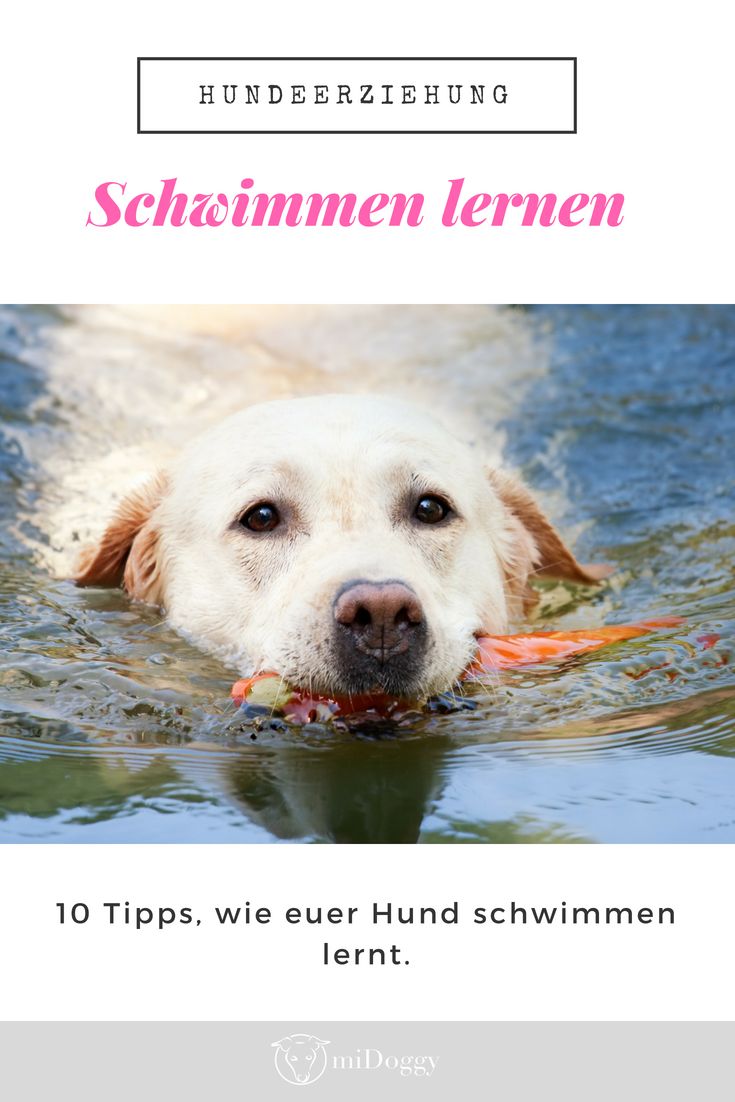 || #Hund || Ideen || #Hunde || Tipps || Tricks || Ideen || L