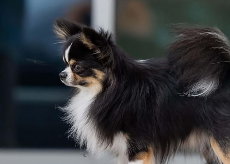 Odyssey Chihuahuas and Australian Cattle Dogs