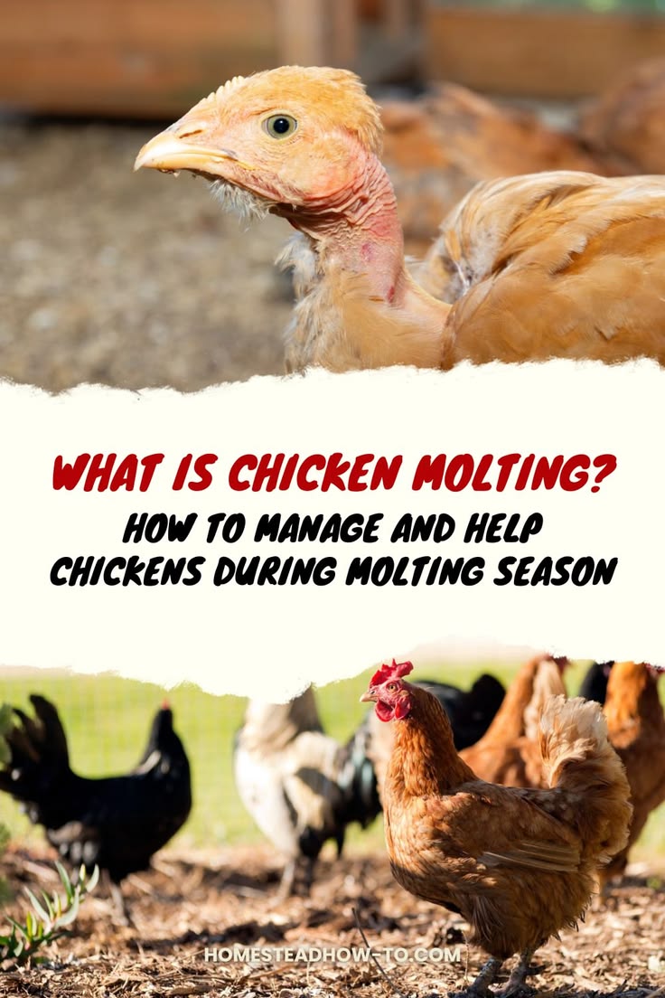 What is chicken molting and how to manage it, with practical