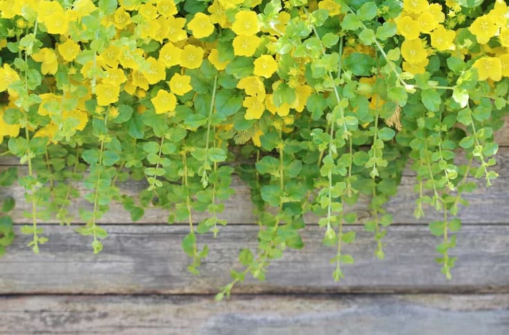 22 Best Ground Cover Plants to Transform Your Spring Garden