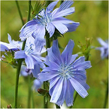 achicoria cichorium intybus, una planta con múltiples propie