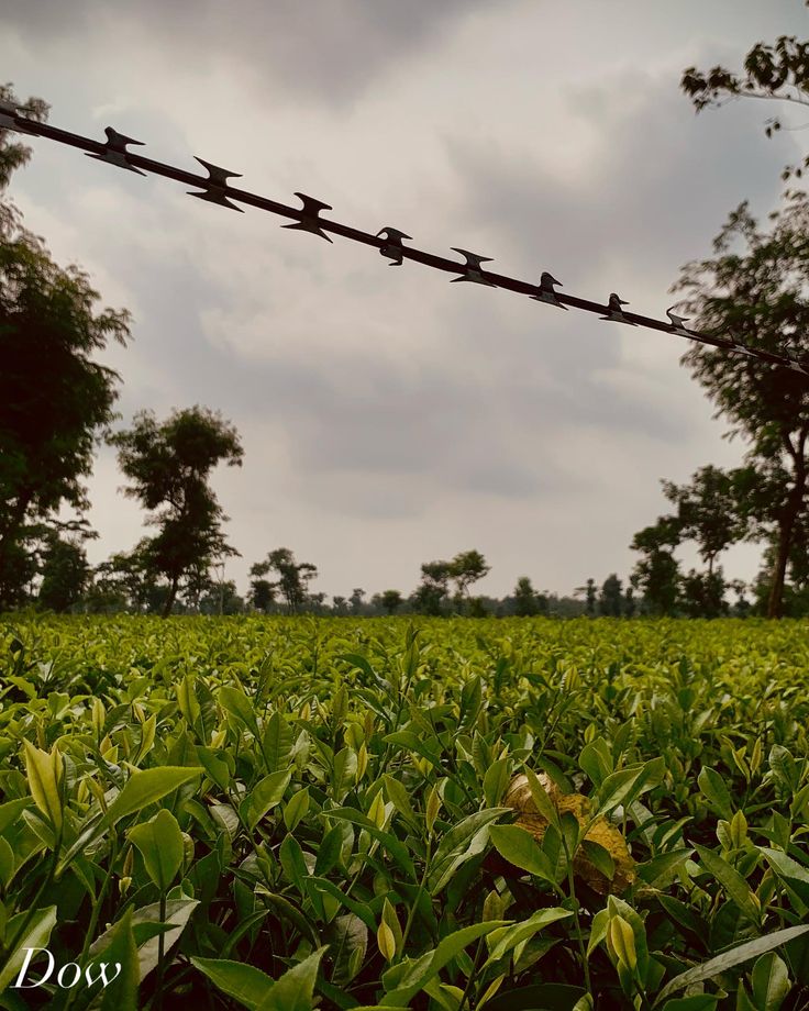 🌿🌱’’The Tea Gardens of Sylhet’’🌿🍃 A Picturesque Oasis. Sylhe