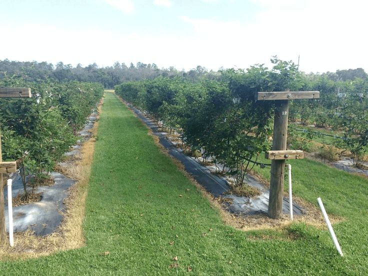 Berries In Rows