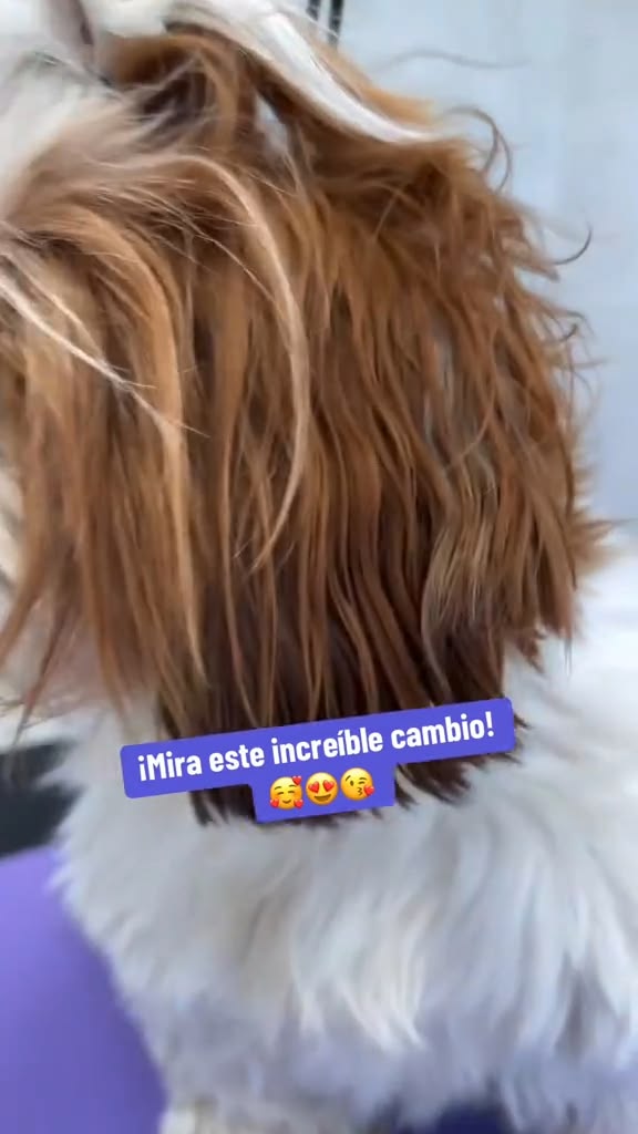 🐶 Curso de Peluquería Canina Profesional

Aprendé desde cero
