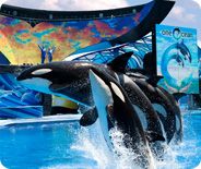 SeaWorld San Diego with Shamu!
